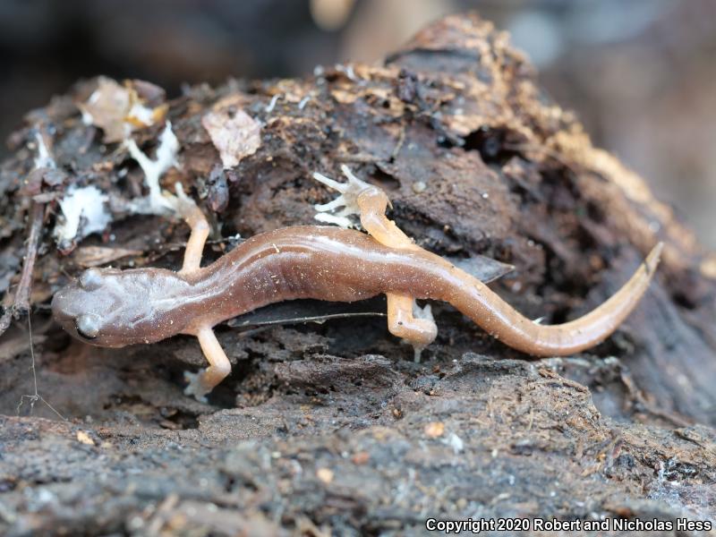 Monterey Ensatina (Ensatina eschscholtzii eschscholtzii)