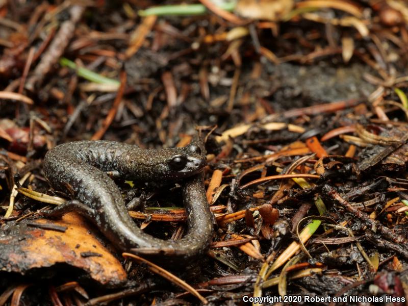 San Gabriel Mountains Slender Salamander (Batrachoseps gabrieli)