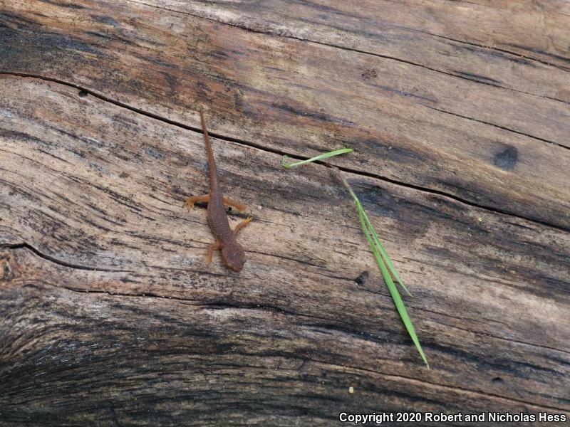 Coast Range Newt (Taricha torosa torosa)