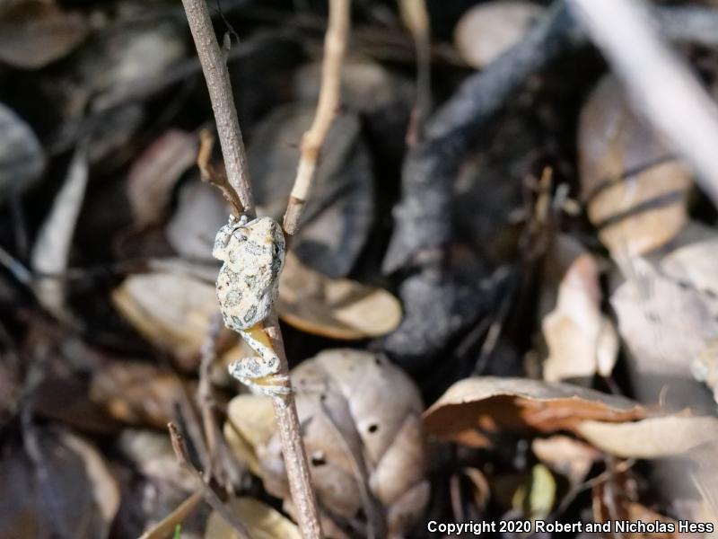 California Treefrog (Pseudacris cadaverina)