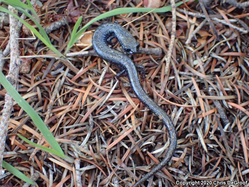 San Gabriel Mountains Slender Salamander (Batrachoseps gabrieli)