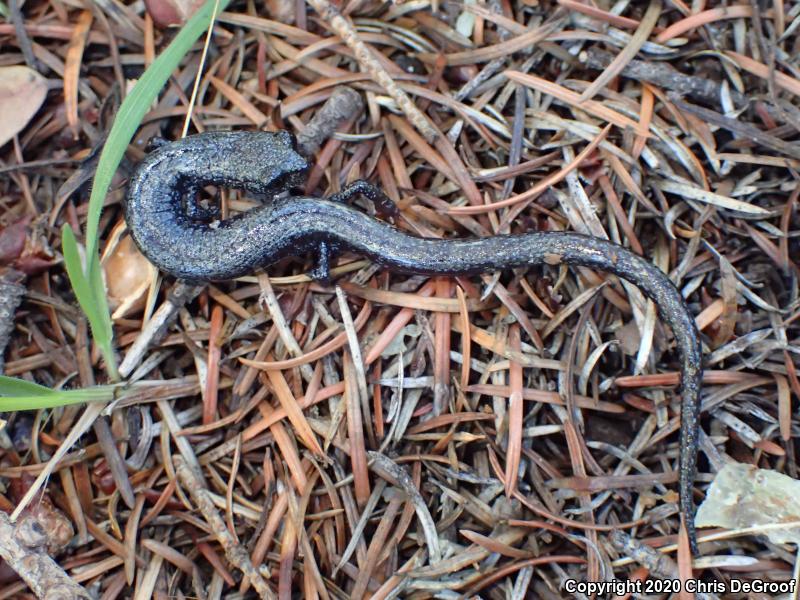 San Gabriel Mountains Slender Salamander (Batrachoseps gabrieli)