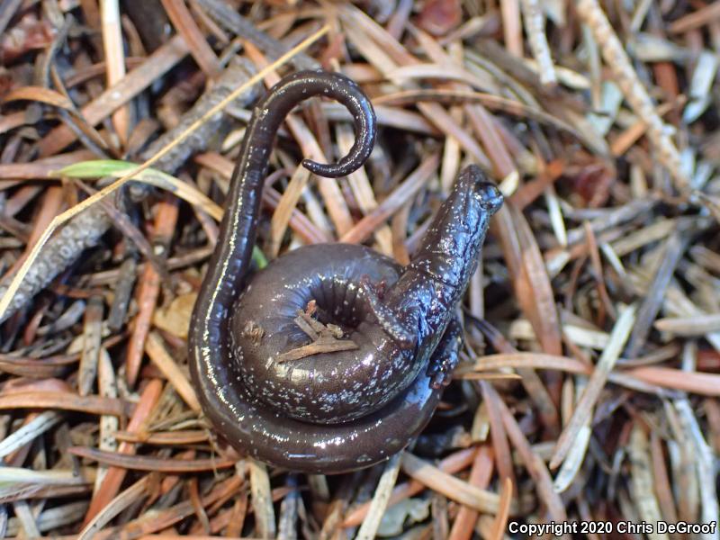 San Gabriel Mountains Slender Salamander (Batrachoseps gabrieli)