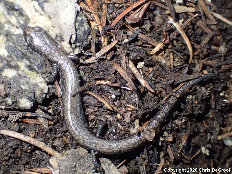 San Gabriel Mountains Slender Salamander (Batrachoseps gabrieli)