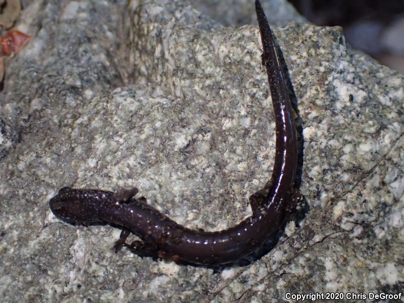 San Gabriel Mountains Slender Salamander (Batrachoseps gabrieli)