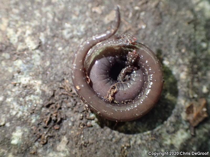 San Gabriel Mountains Slender Salamander (Batrachoseps gabrieli)