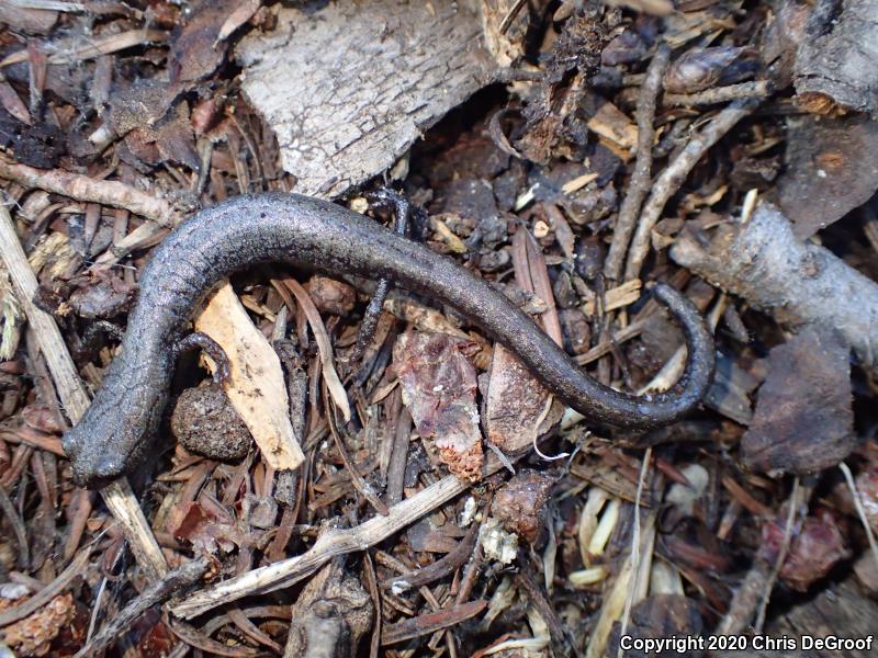 San Gabriel Mountains Slender Salamander (Batrachoseps gabrieli)