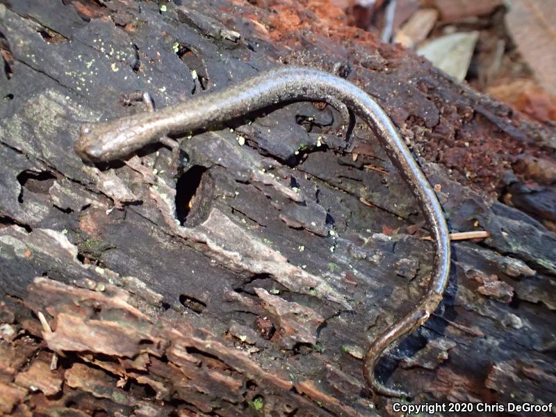 San Gabriel Mountains Slender Salamander (Batrachoseps gabrieli)