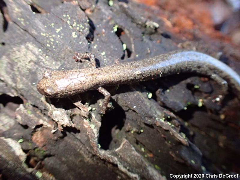 San Gabriel Mountains Slender Salamander (Batrachoseps gabrieli)