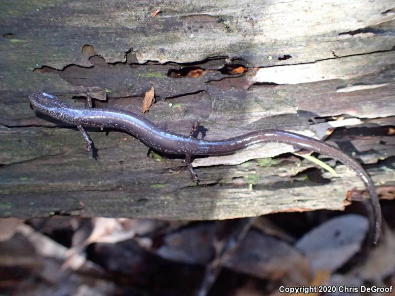 San Gabriel Mountains Slender Salamander (Batrachoseps gabrieli)