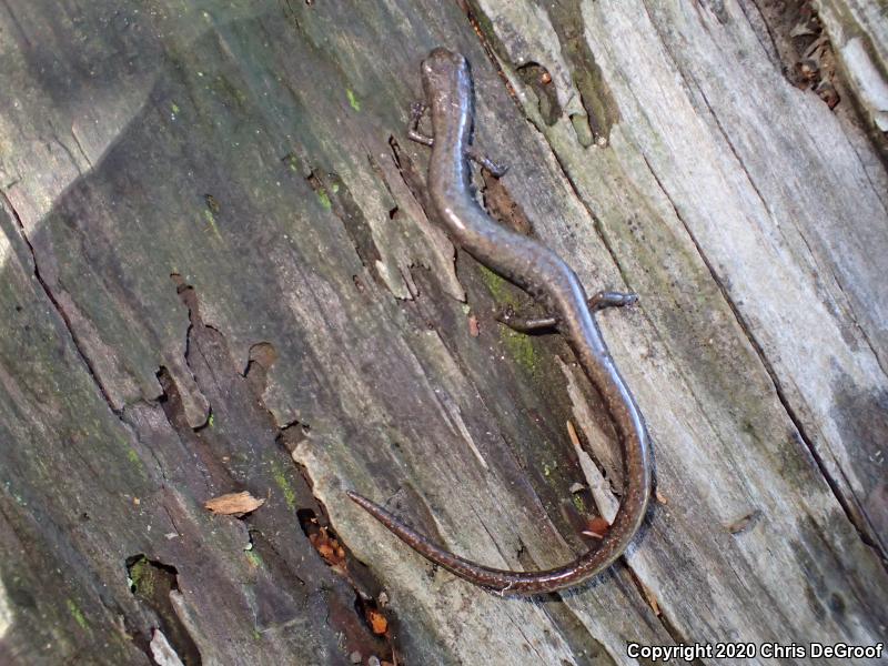 San Gabriel Mountains Slender Salamander (Batrachoseps gabrieli)