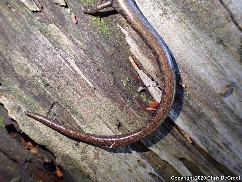 San Gabriel Mountains Slender Salamander (Batrachoseps gabrieli)