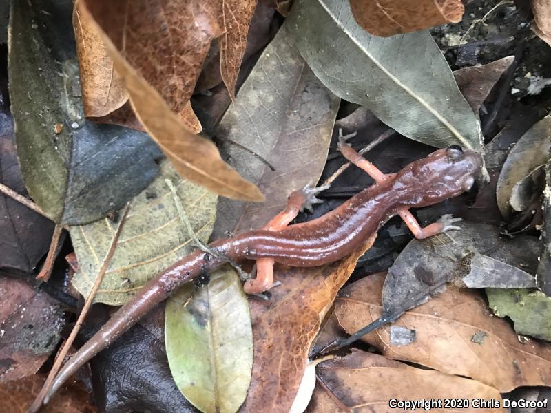 Monterey Ensatina (Ensatina eschscholtzii eschscholtzii)