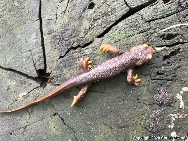 California Newt (Taricha torosa)