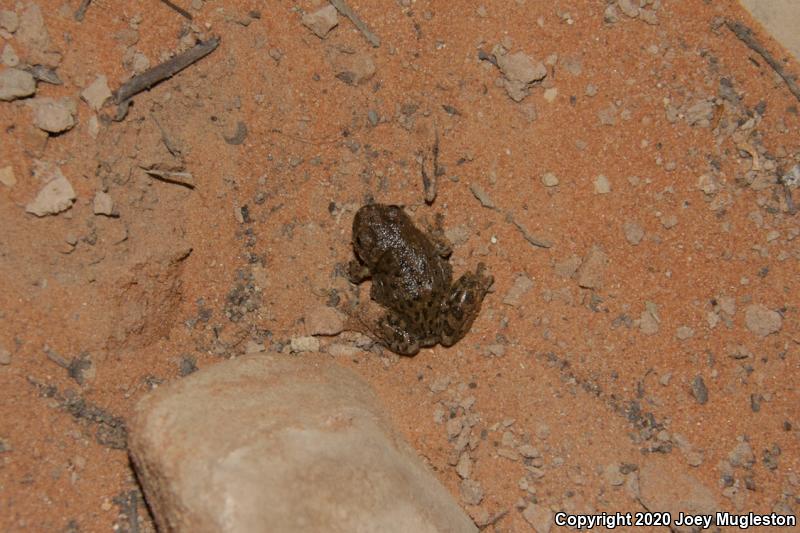 Canyon Treefrog (Hyla arenicolor)