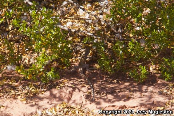 Northern Whiptail (Aspidoscelis tigris septentrionalis)