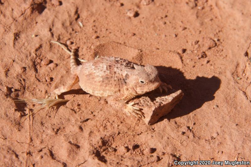 Southern Desert Horned Lizard (Phrynosoma platyrhinos calidiarum)