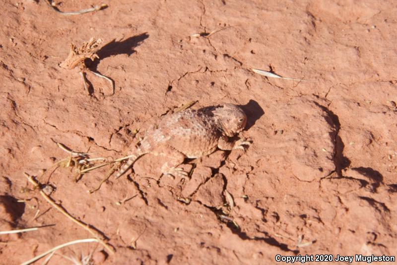 Southern Desert Horned Lizard (Phrynosoma platyrhinos calidiarum)