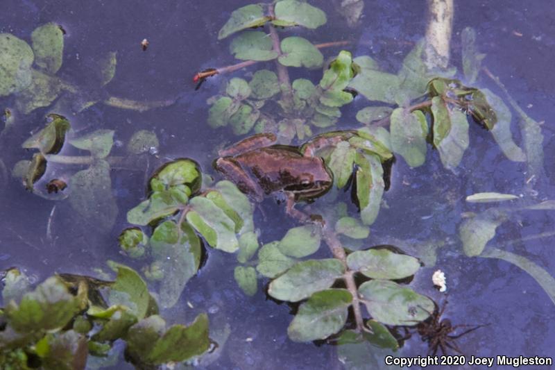 Northern Pacific Treefrog (Pseudacris regilla)