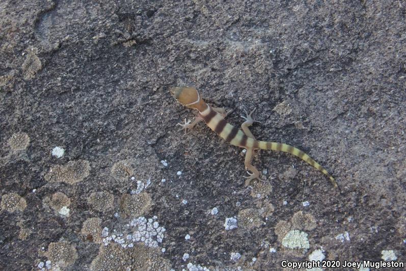 Utah Banded Gecko (Coleonyx variegatus utahensis)