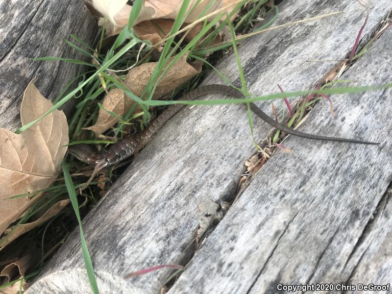 San Diego Alligator Lizard (Elgaria multicarinata webbii)