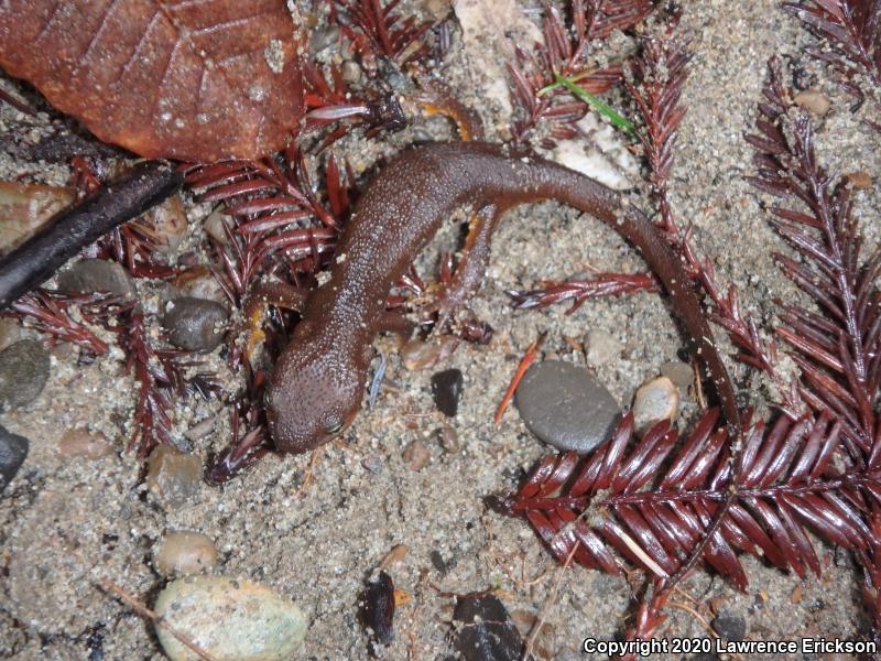 Coast Range Newt (Taricha torosa torosa)