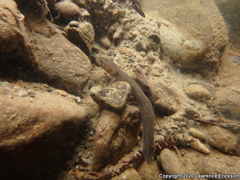 California Giant Salamander (Dicamptodon ensatus)