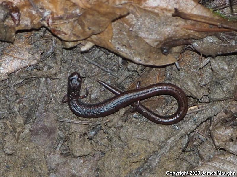 California Slender Salamander (Batrachoseps attenuatus)