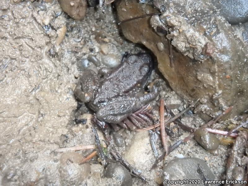 Foothill Yellow-legged Frog (Rana boylii)