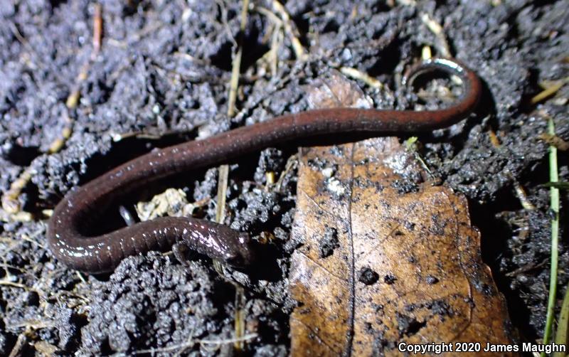 California Slender Salamander (Batrachoseps attenuatus)