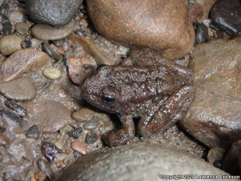 Foothill Yellow-legged Frog (Rana boylii)