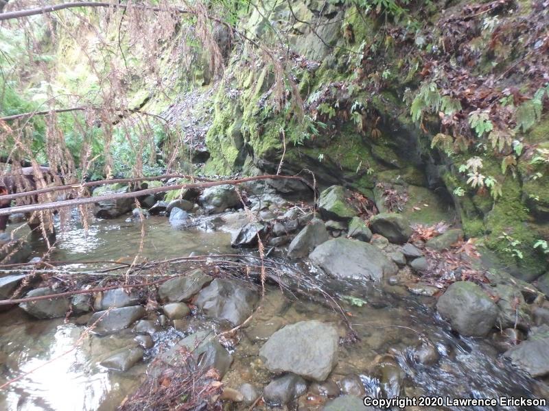 Foothill Yellow-legged Frog (Rana boylii)