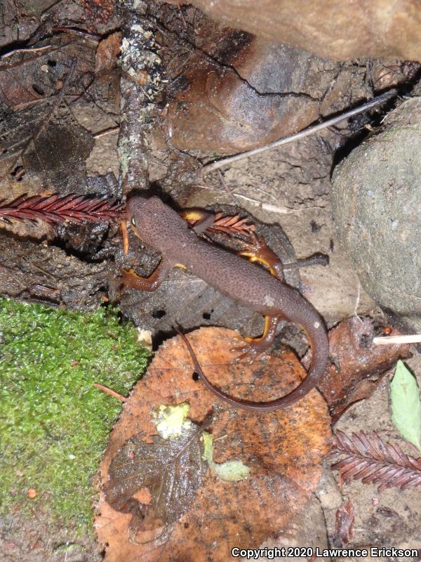 Coast Range Newt (Taricha torosa torosa)