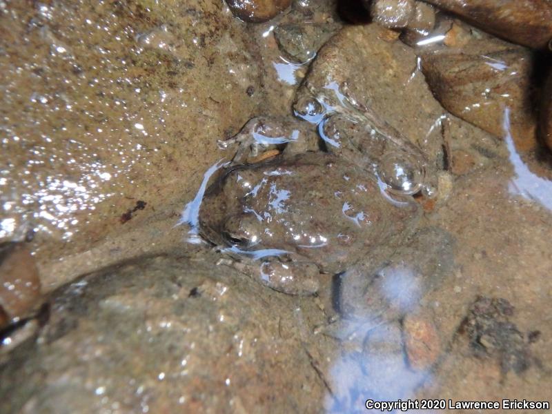 Foothill Yellow-legged Frog (Rana boylii)