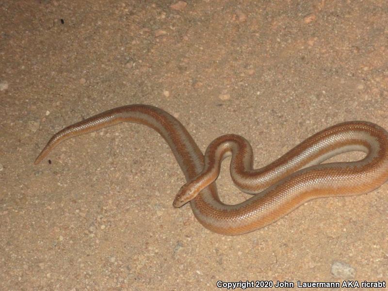 Desert Rosy Boa (Lichanura trivirgata gracia)