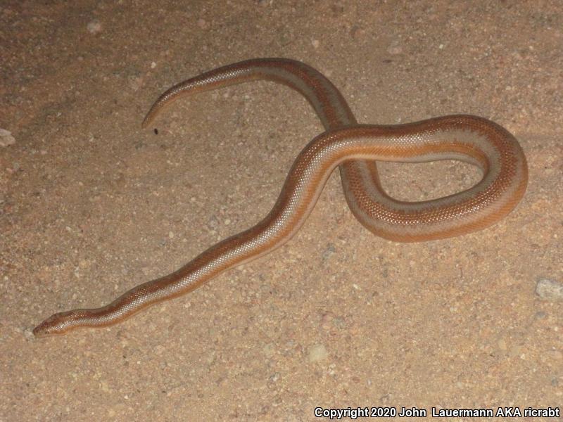 Desert Rosy Boa (Lichanura trivirgata gracia)