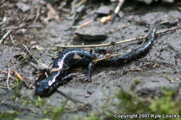 Northern Slimy Salamander (Plethodon glutinosus)