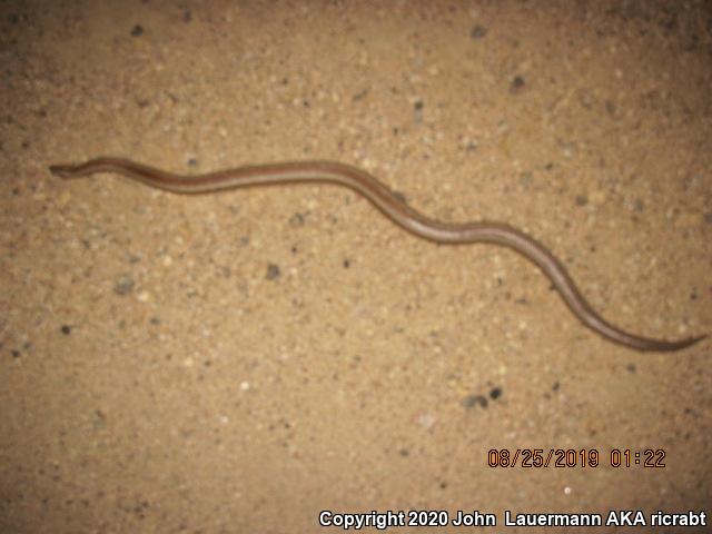 Desert Rosy Boa (Lichanura trivirgata gracia)