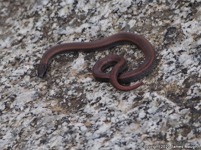 Sharp-tailed Snake (Contia tenuis)