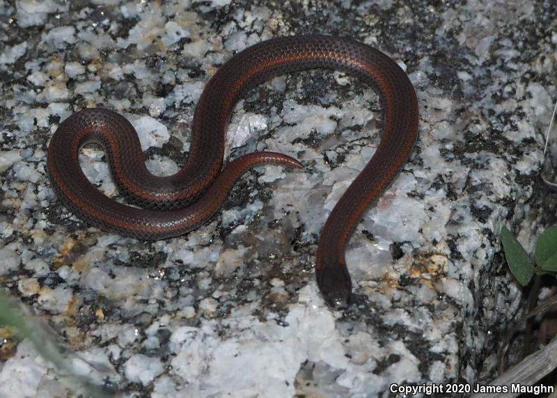 Sharp-tailed Snake (Contia tenuis)