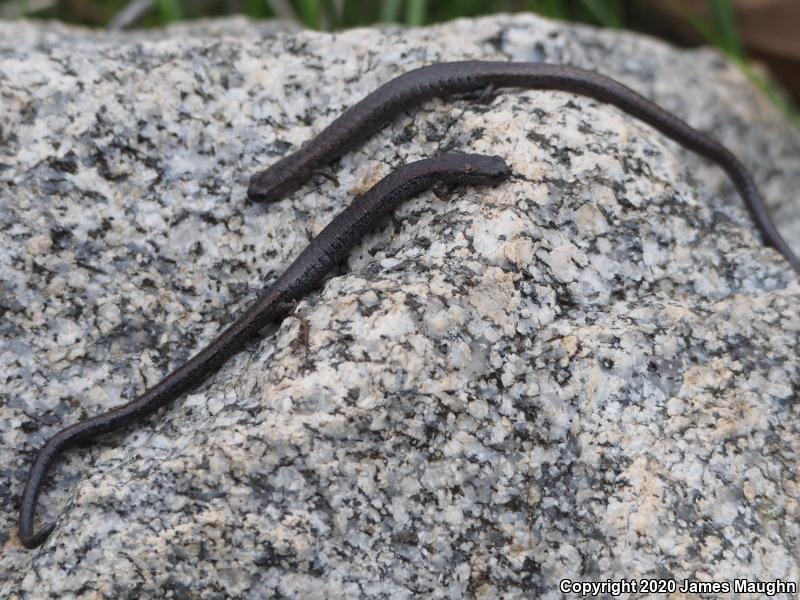 California Slender Salamander (Batrachoseps attenuatus)