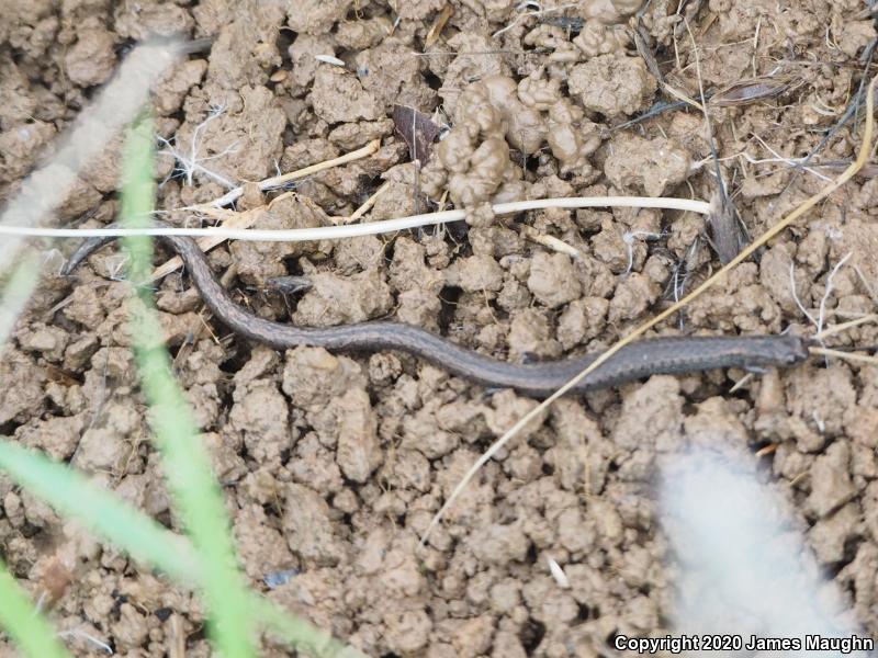 California Slender Salamander (Batrachoseps attenuatus)