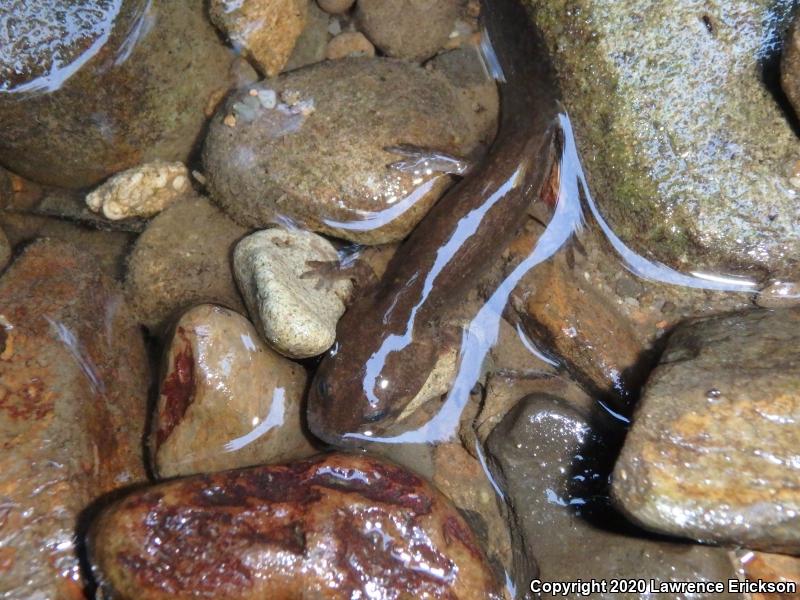 California Giant Salamander (Dicamptodon ensatus)