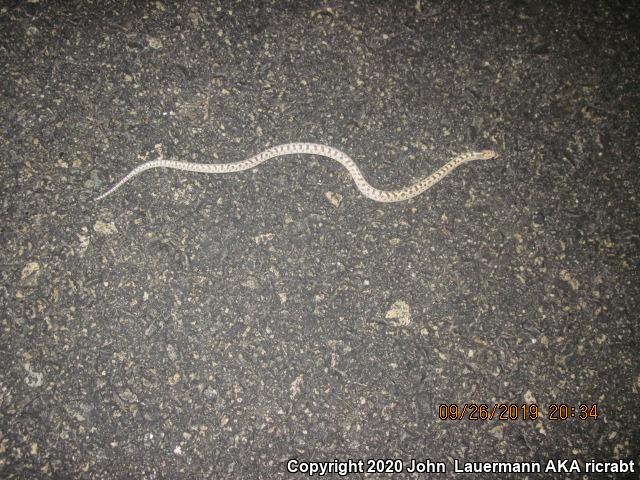 Mojave Glossy Snake (Arizona elegans candida)