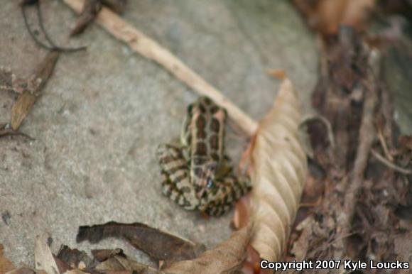 Pickerel Frog (Lithobates palustris)