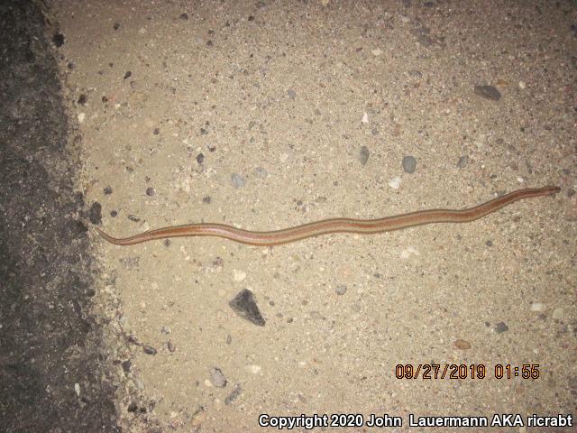 Desert Rosy Boa (Lichanura trivirgata gracia)