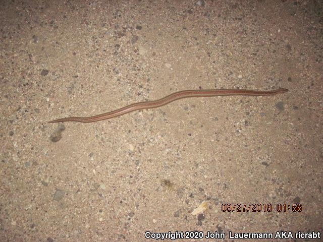 Desert Rosy Boa (Lichanura trivirgata gracia)