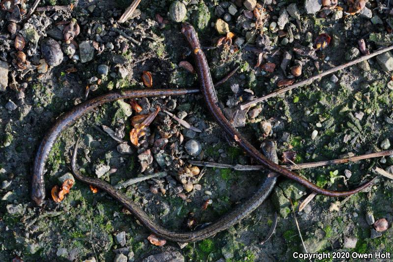 California Slender Salamander (Batrachoseps attenuatus)