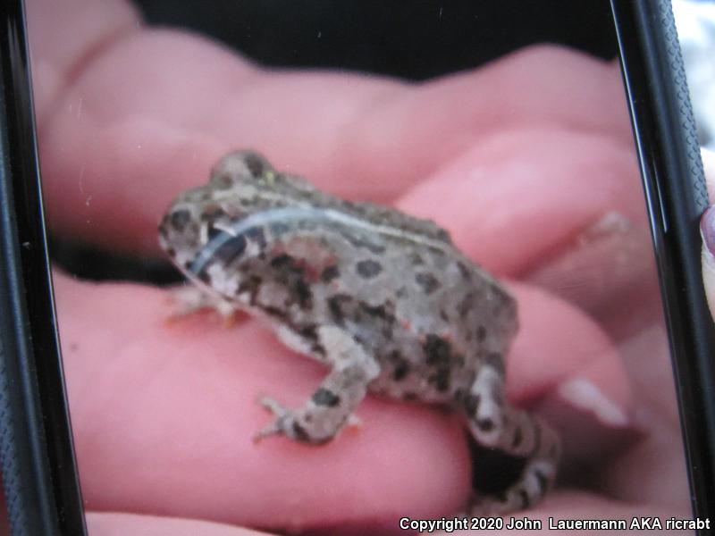 Southern California Toad (Anaxyrus boreas halophilus)