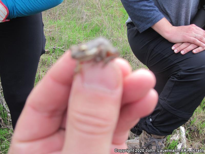 Baja California Treefrog (Pseudacris hypochondriaca)